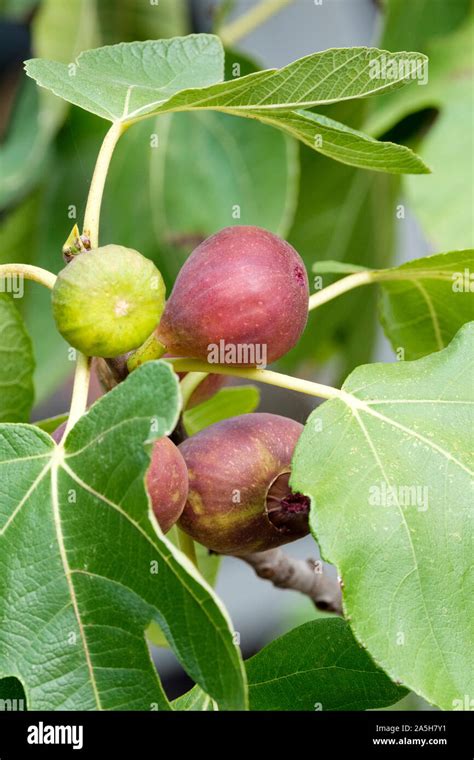 Figs Ripening On The Tree Fig Angelique Fig Madeleine Des Deux