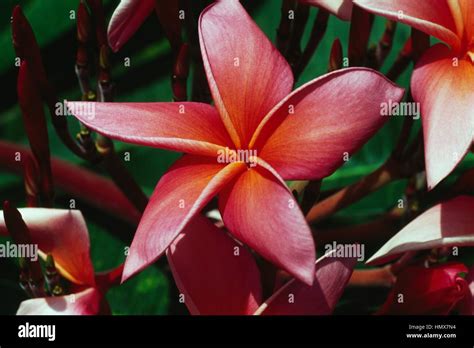 Rojo Frangipani Plumeria Rubra Apocynaceae Polinesia Francesa