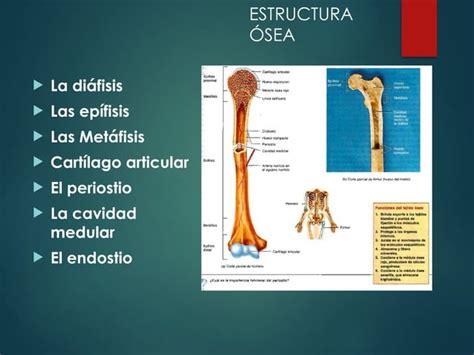 Sistema Esqueletico Sistema Oseo General Pptx