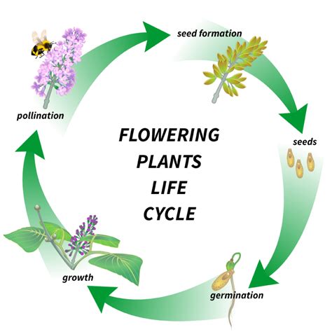 Life Cycle of a Flowering Plant - MakaitaroVincent