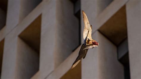 Peregrine Falcons Back From Extinction At Abc Collinswood Abc Listen