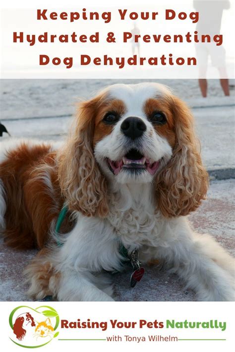 Keeping Your Dog Hydrated And Preventing Dog Dehydration Dogs Pets