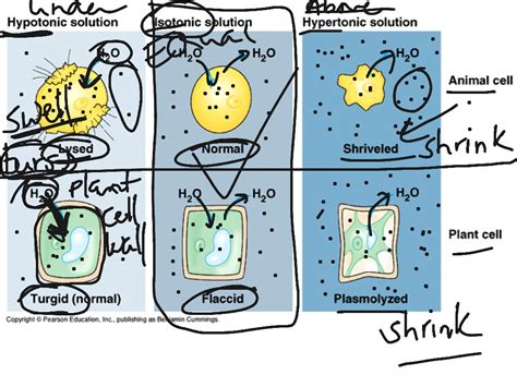 Hypotonic Plant Cell