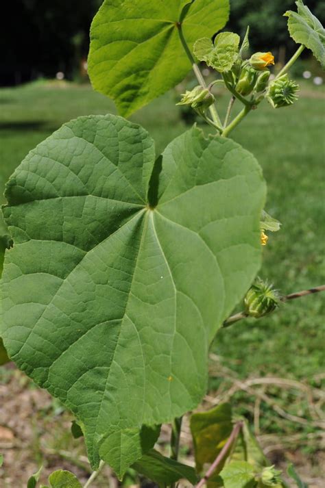 Velvetleaf Cornell Weed Identification