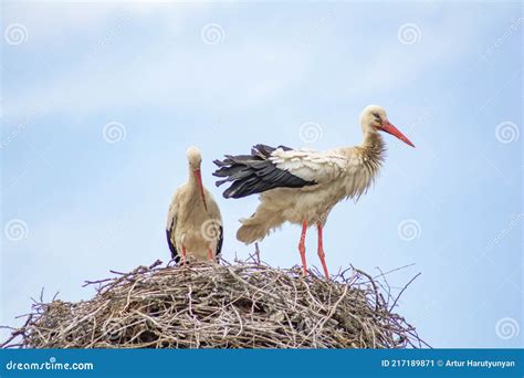 Stork In The Nest Beautiful Pictures Of Storks Stock Image Image Of