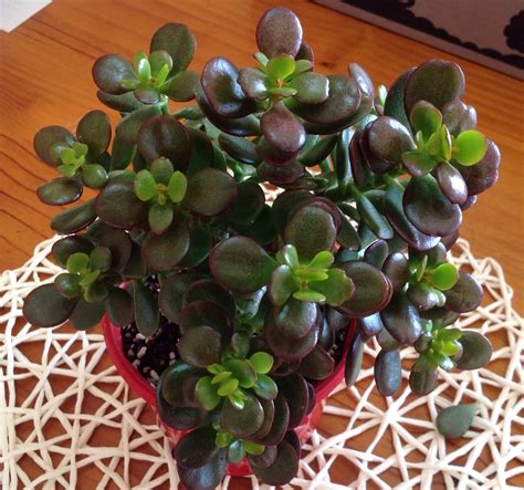 Crassula Ovata Minima Miniature Jade Crassula Ovata Plants Succulents