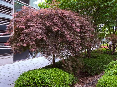 Japanese Weeping Tree