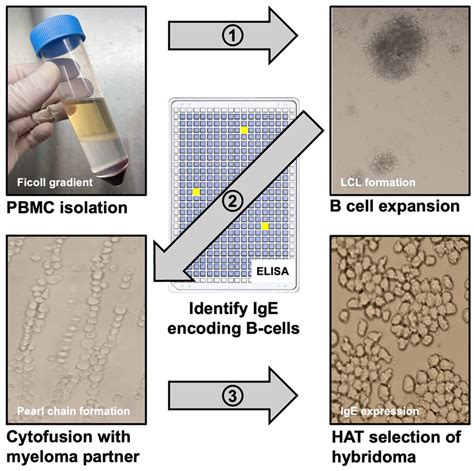 Ige Secreting Hybridoma Generation Overview Pbmcs Are Isolated From Download Scientific