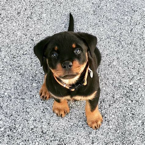 Rotty Puppy Puppies Cuddly Animals Rottweiler Puppies