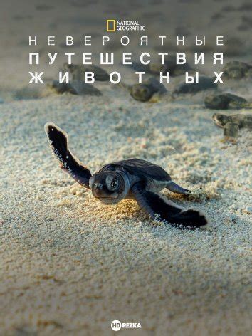 Смотреть сериал Невероятные путешествия животных онлайн бесплатно в ...