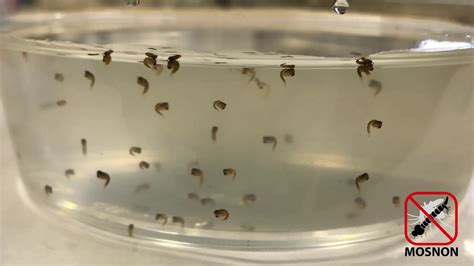 Aedes Mosquito Eggs