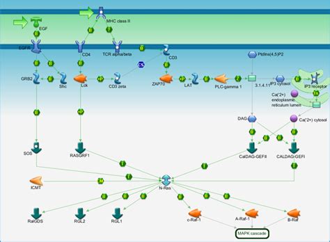 G Protein Signaling N Ras Regulation Pathway Pathway Map Primepcr Life Science Bio Rad