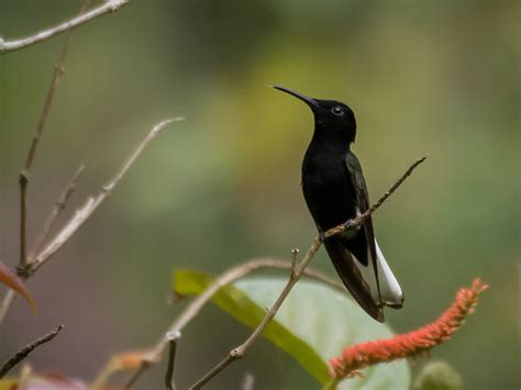 Beija Flor Preto Florisuga Fusca Black Jacobin Flickr