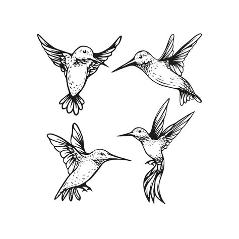 Premium Vector Hummingbird Flying Vector Sketch Hand Drawn