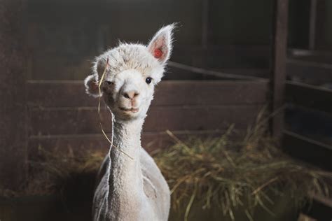 White alpaca on the farm – Eat Local First Olympic Peninsula