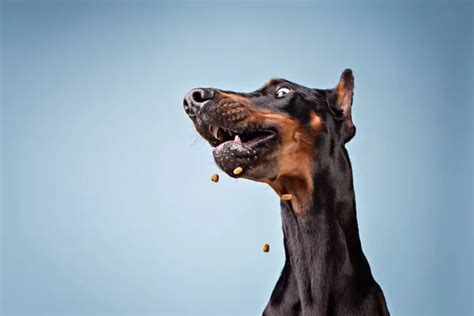 Funny Dobermann Blue Background Catching Treats Stock Photo By Luiza