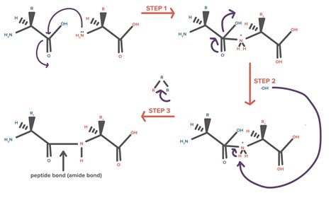 Arrow Pushing Mechanism for Peptide Bond Formation : r/chemhelp