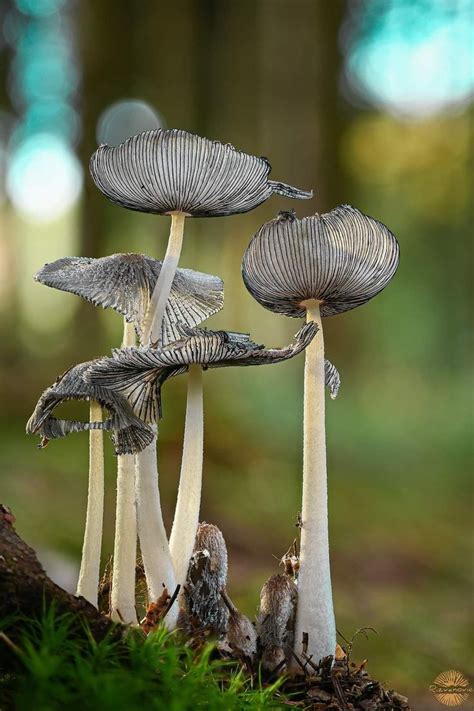 Pin By Liz Carlson On Mushrooms And Fungi In 2024 Stuffed Mushrooms Fungi Mushroom Fungi