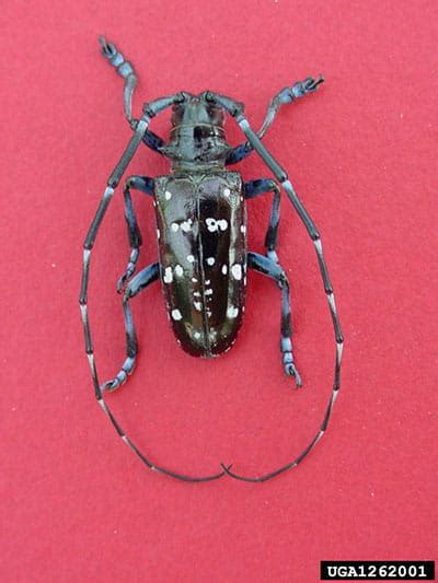 Invasive Species Asian Longhorned Beetle