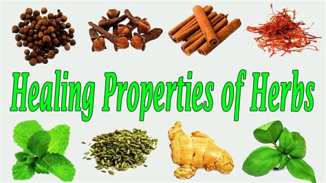 Healing Properties Of Herbs Infographics