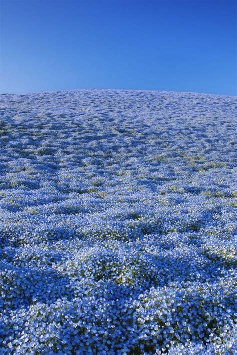 Pin On H Zl Kaydedilenler Blue Flowers Flower Aesthetic Blue Aesthetic