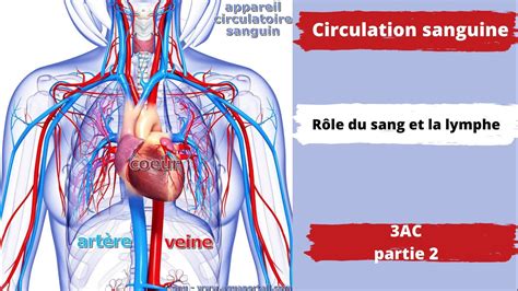 3 ème année collège chapitre 4 circulation sanguine partie 2 rôle