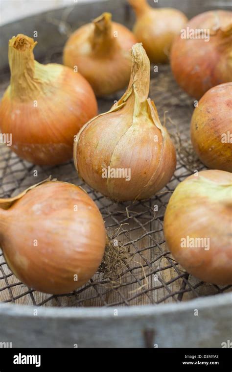 Home Grown Onions Hi Res Stock Photography And Images Alamy