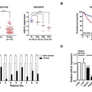 MiR 31 Is Down Regulated In Hepatocellular Carcinoma A Recapitulated