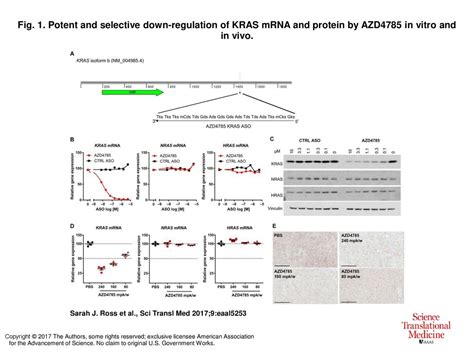 Fig Potent And Selective Down Regulation Of Kras Mrna And Protein