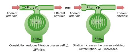 Afferent Arteriole And Efferent Arteriole