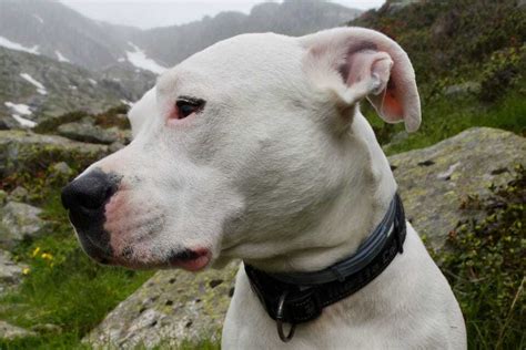 The Dogo Argentino Ultimate Breed Information Guide Your Dog Advisor