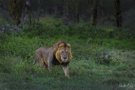 The Lion Panthera Leo Lion Subspecies Or Sister Species Flickr