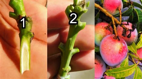 Mango Plant V Grafting How To Grafting Mango Plant Amm Ki