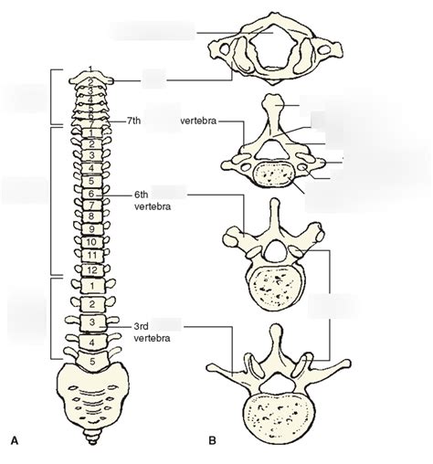 Vertebral Column Anatomy Worksheet