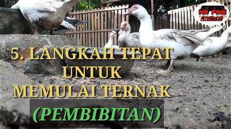 Memulai Ternak Entok Pembibitan Hanya Ada Di Sini Tipsnya Youtube