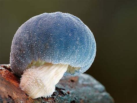 This is a blue mushroom : r/mildlyinteresting