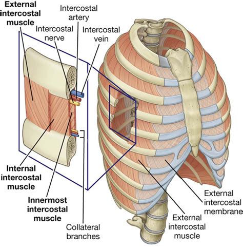 Thorax Clinical Gate