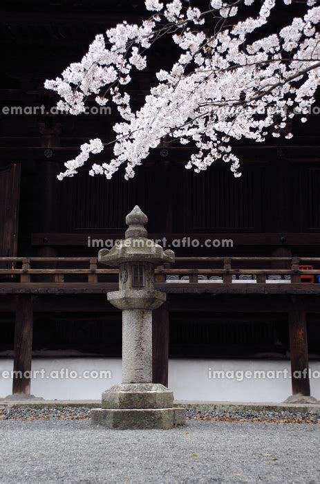 春の三井寺 境内の桜 滋賀県大津市の写真素材 223749832 イメージマート