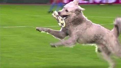 サッカーの試合で犬が乱入！スパイクを咥えて走り回る 南米ボリビア カルチョまとめブログ