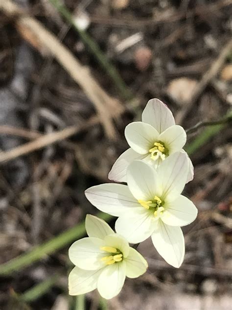 Sickle Eveninglily From Fernkloof Nature Reserve On October 05 2022 At