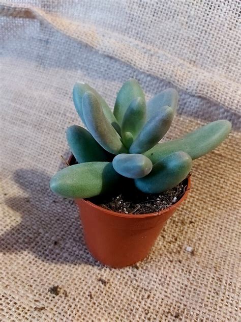 Pachyphytum Captain Jessop Micro Plantes Etsy France