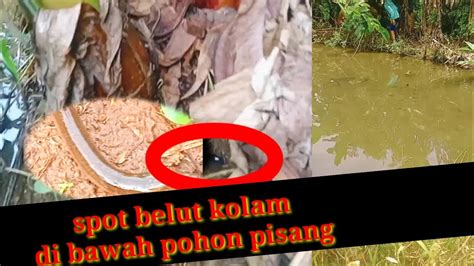 MANCING BELUT MENGERIKAN TARIKAN BELUT DI BAWAH POHON PISANG