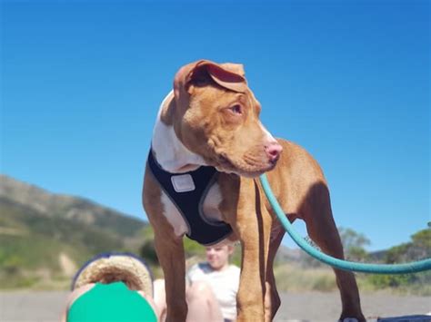 Choosing the Right Dog Breed - Kylpyla - We Build Health