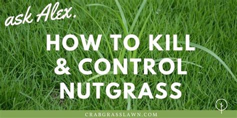 Best Nutgrass Killer Selective Herbicides How To Control And Kill Nutsedge Naturally Crabgrasslawn