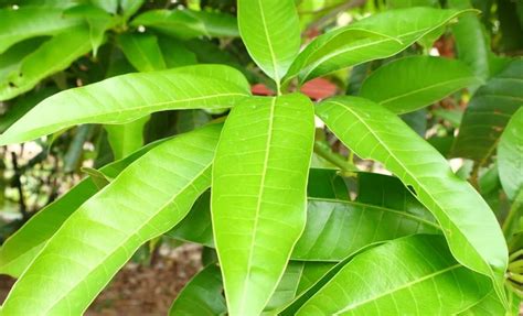 7 Amazing Benefits And Uses Of Mango Leaves Askmeall