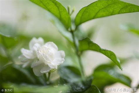 養茉莉花掌握這幾點，花繁葉茂滿屋清香四溢、 每日頭條