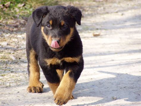 Beauceron Breed Guide Learn About The Beauceron