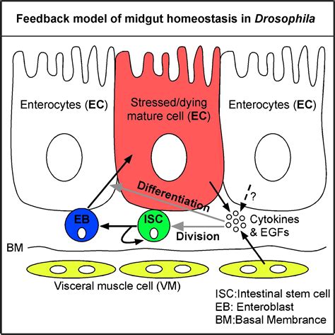 Egfr Ras Mapk Signaling Mediates Adult Midgut Epithelial Homeostasis