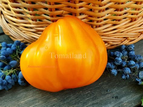 Томат Желтые торбочки: описание сорта, отзывы, фото | tomatland.ru