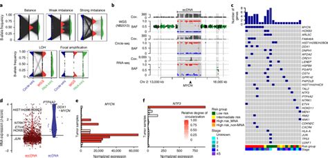 Monoallelic Large Circular DNAs Are An Origin Of Oncogene